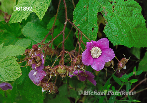 Purple-flowering Raspberry (Rubus odoratus)